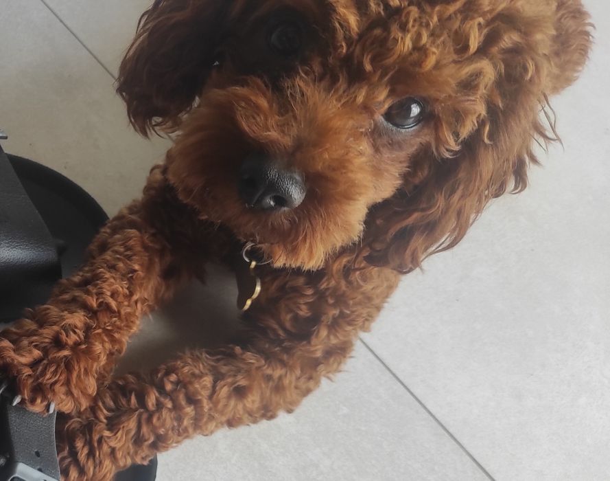 Reproduktor Pudel Toy Red Braun ( certyfikat )