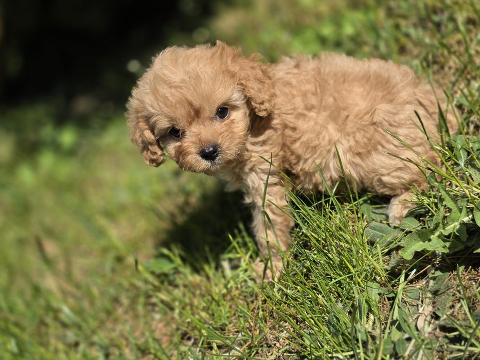 Cavapoo suczka do odbioru badania genetyczne