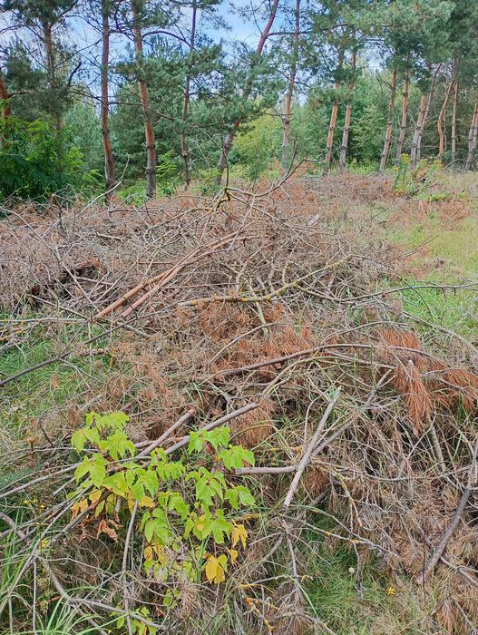 Gałęzie, drewno, pellet
