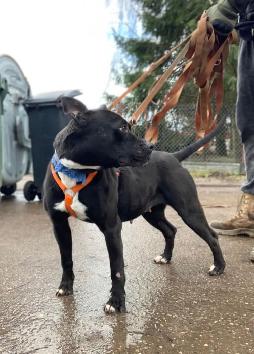 Ulka do Odpowiedzialnej adopcji