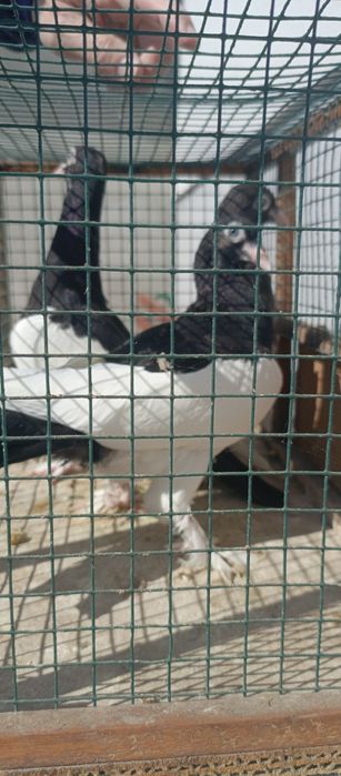 Golębie ladne ozdobne