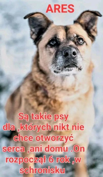 Ares weteran jastrzębskiego schroniska