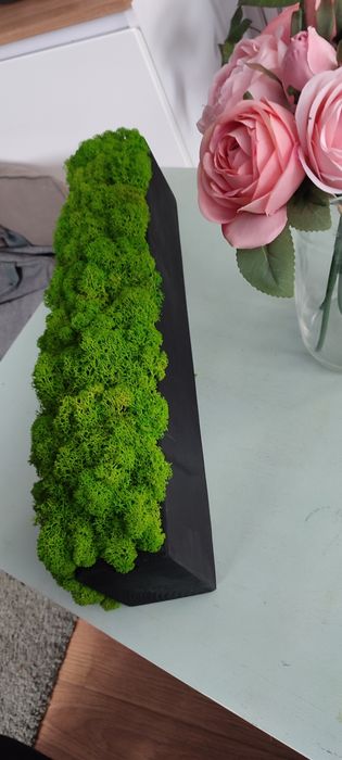 Mech chrobotek 50 cm drewno