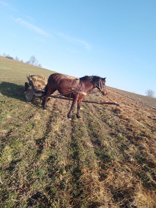 Продиється кобила