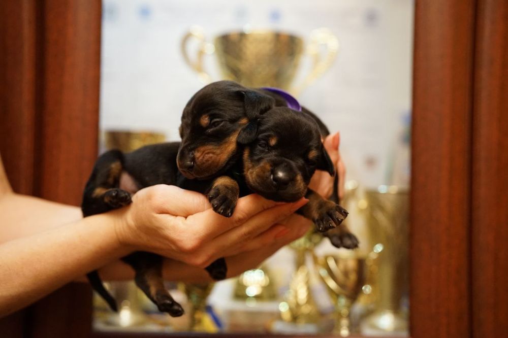 Щенки добермана бронь