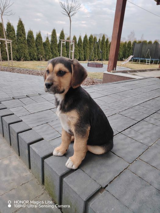 Piesek suczka oddam w dobre rece