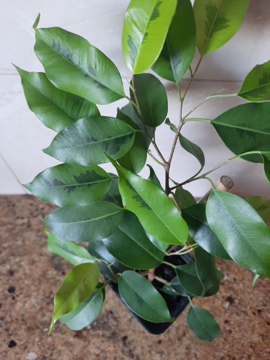 Roślina doniczkowa Benjaminek