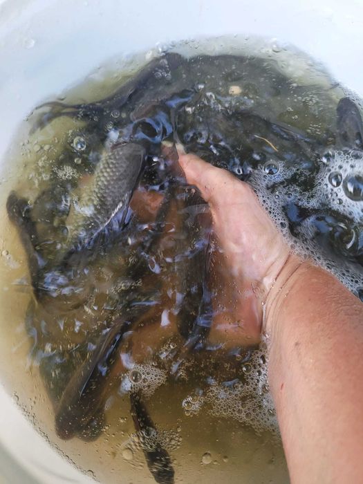 Karaś srebrzysty na żywca