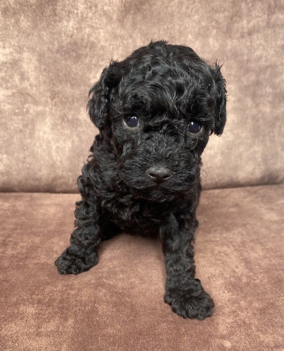 Собачка    позитив