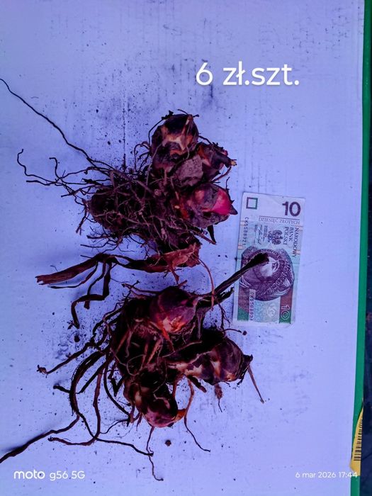 Kannna paciorecznik bulwy cebulki zielony liść