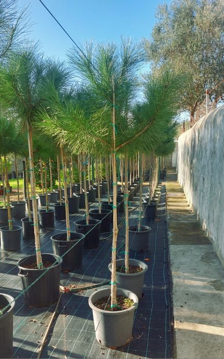 Lote 20 pinheiros mansos 1.80/2.00 Entrega incluída