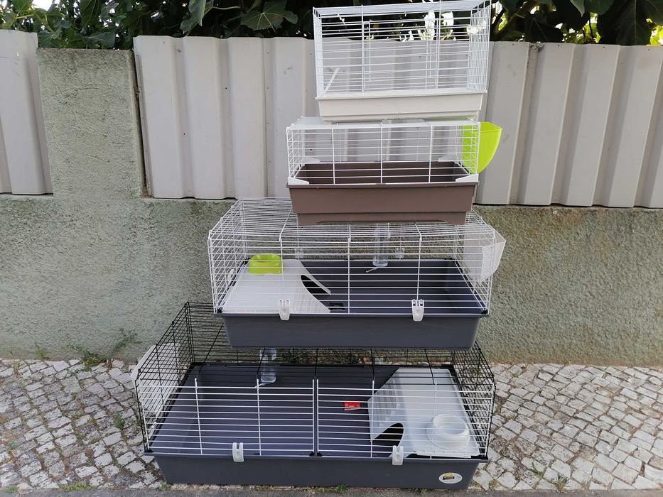 Vendo coelhos anões / 
Aves domésticados +Gaiola Nova