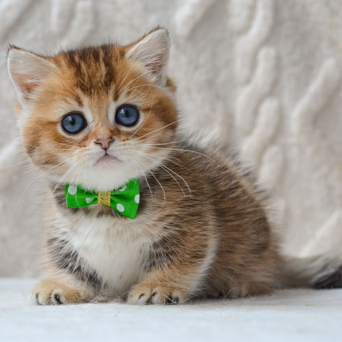 Котик манчкін Седрік