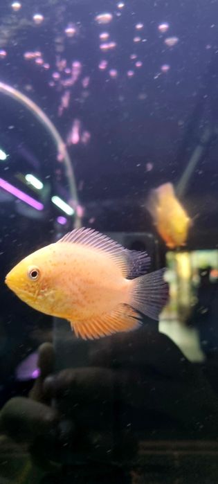 Pielęgnica severum red spotted