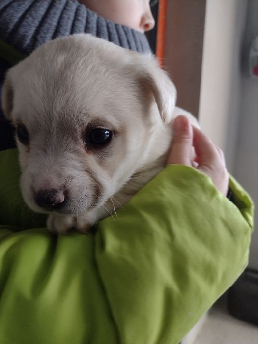 Oddam pieski 3 suczki i 1 samiec