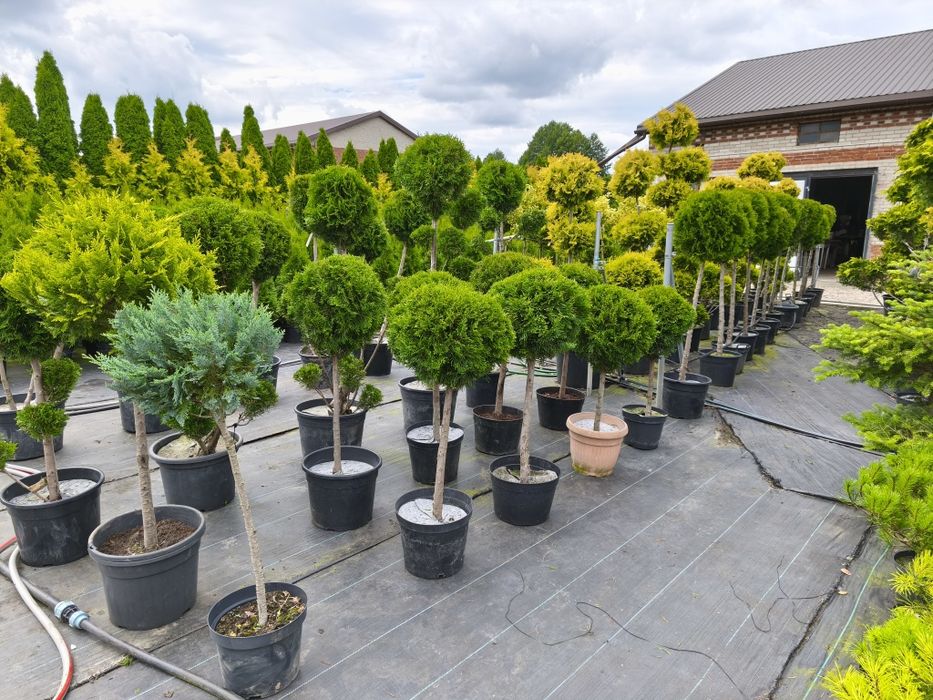 Bonsai tuja szmaragd formowana w kulę