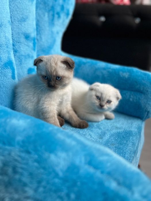 Kotka szkocka zwisłoucha (Scottish Fold) chocolate point