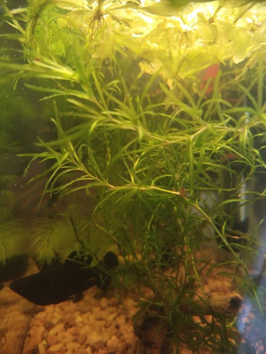 Аквариумные растения Наяс, Роголистник, Индийская капуста