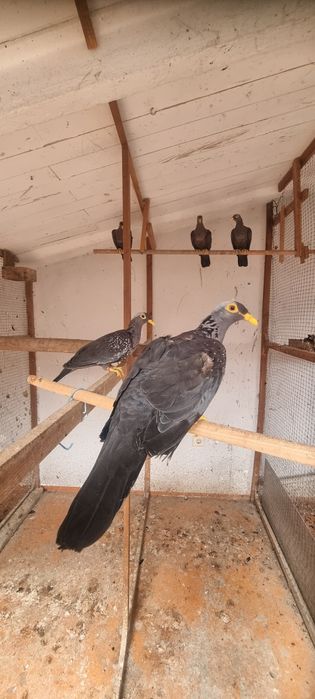 Pombo oliva- casal