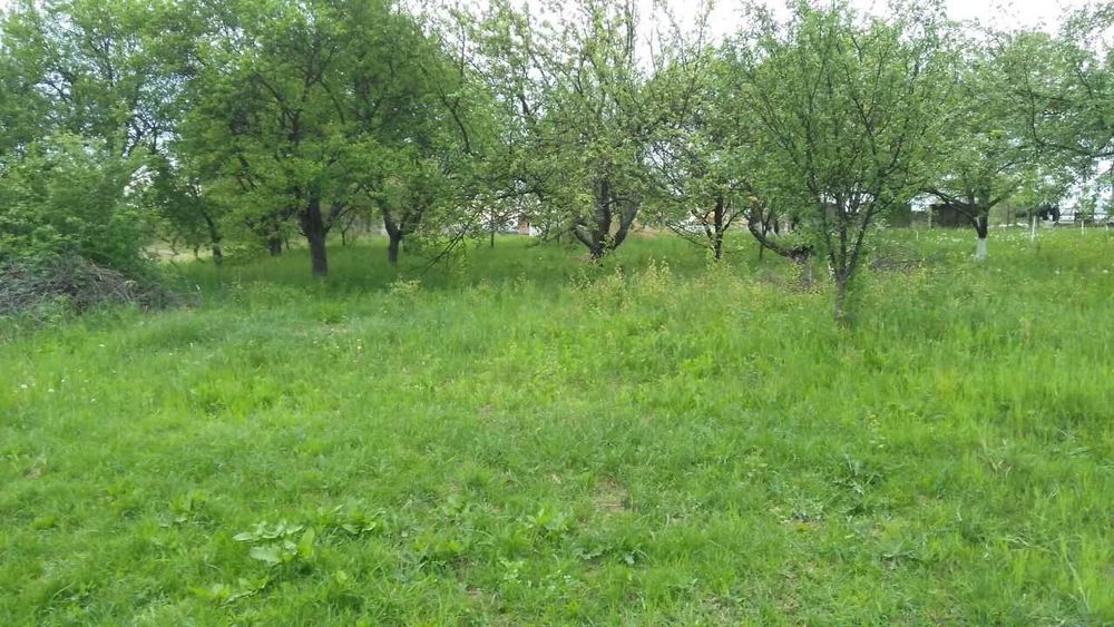 Земельна ділянка під забудову, 25 сот в с.Негрово, Мукачівський район.