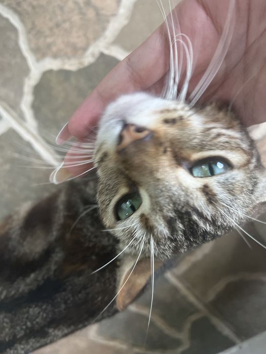 Gata Juliana  2 anos