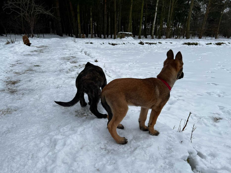 Oddam szczeniaki w typie owczarka belgijskiego