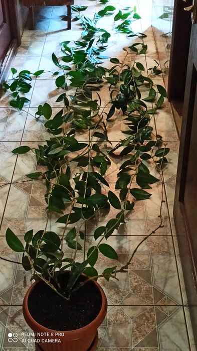 Хойя Карноза (мясистая)