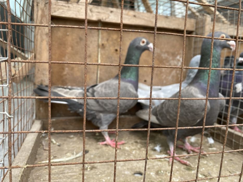 Мотонаколіники утеплені