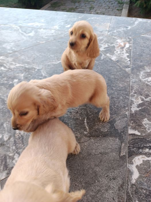 Коккер спаніель англійська.