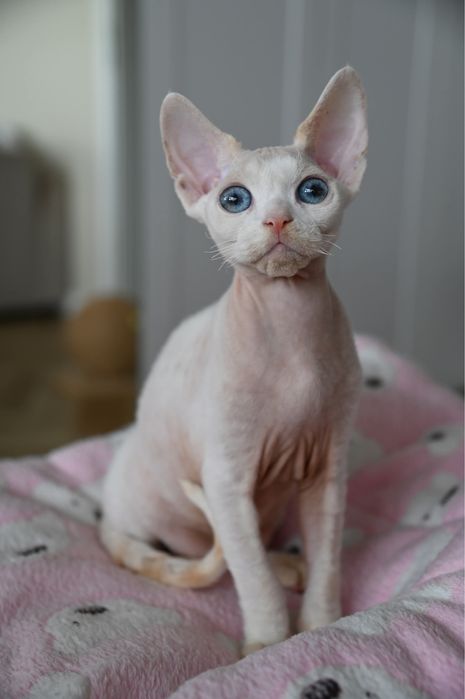 Kocurek  Devon Rex