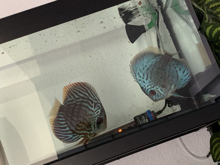 Vendo casal de discus piwowarosky (criador alemao)
