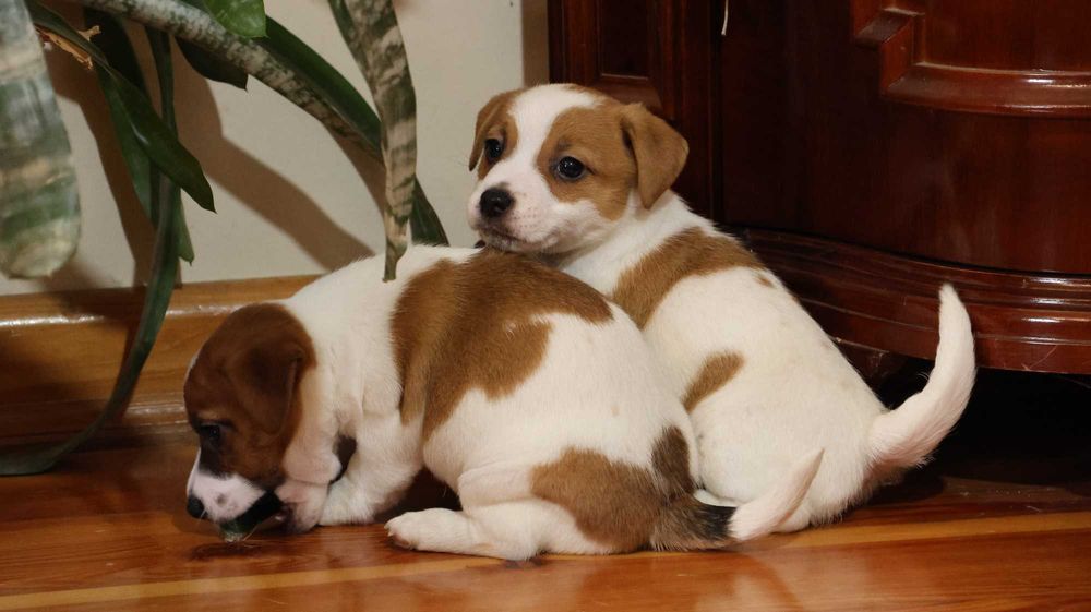 Piękna suczka JRT z hodowli"BREFIO"/badania genetyczne