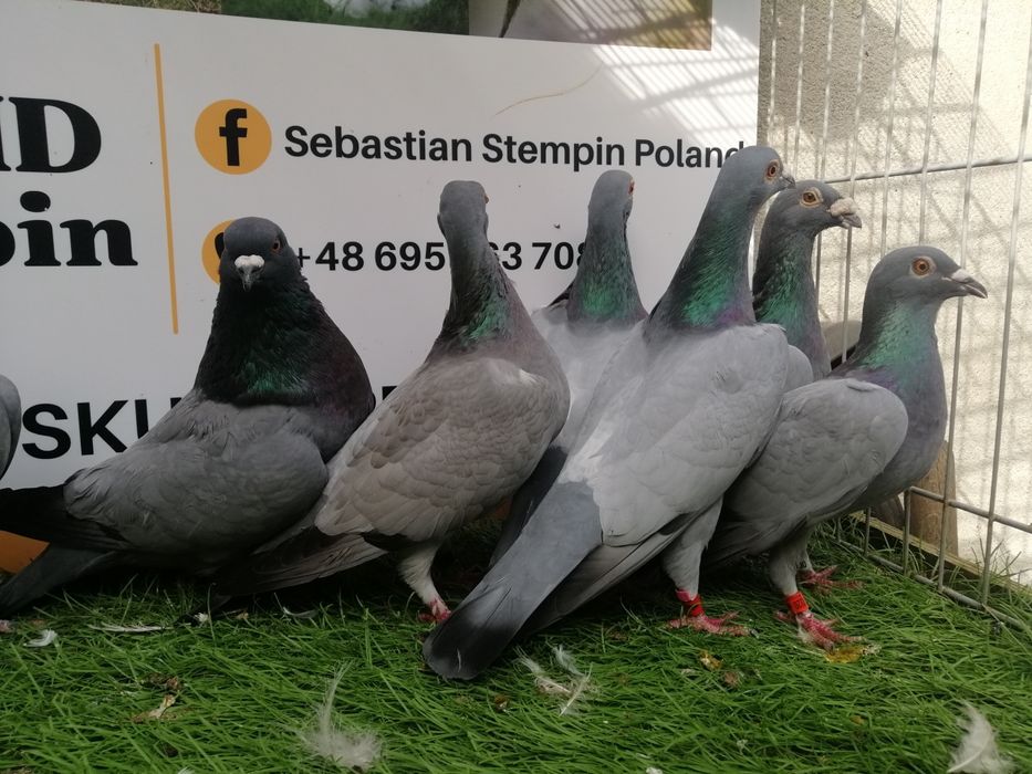 Gołębie pocztowe. Barles. Barlesy. Możliwy transport od 2 stycznia