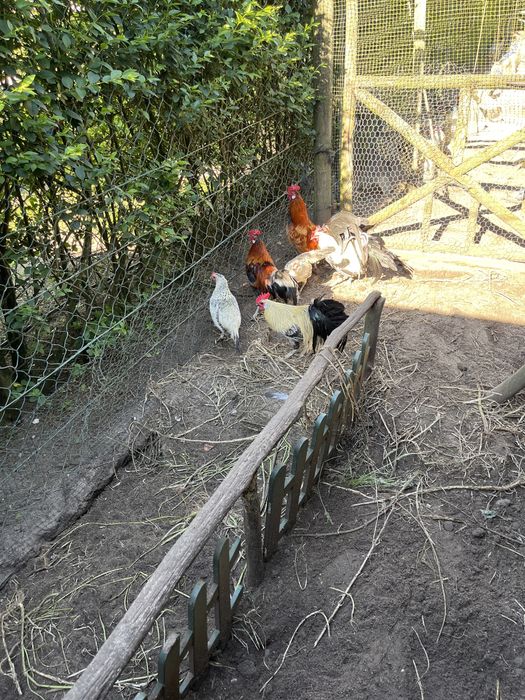 Galinhas e frangos e galos varias racas á escolhs