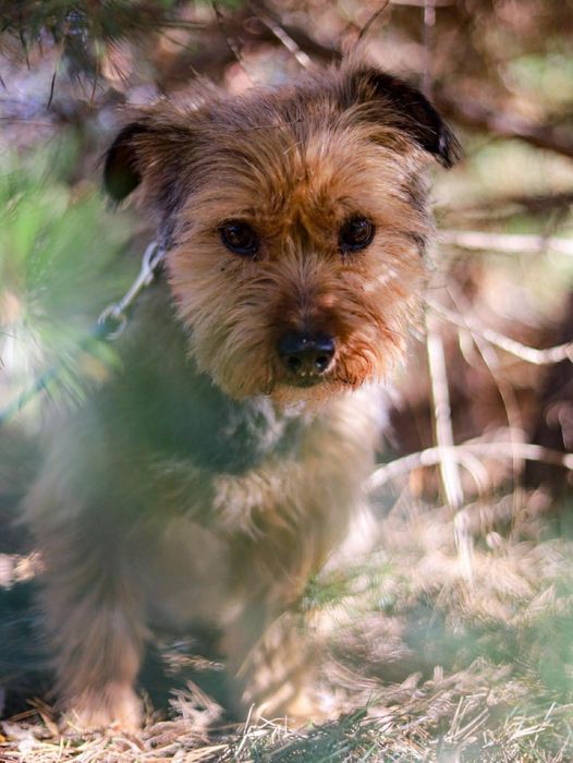 Uroczy HYZIO szuka domu