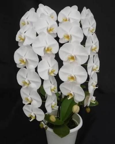 Нецвітучі дітки орхідей