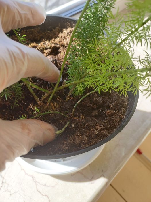 Аспарагус  Майера(Asparagus meyeri)