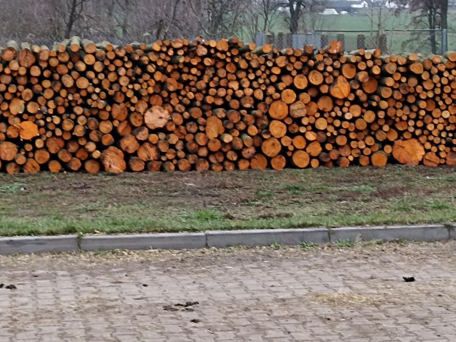 Drzewo Olcha Sprzedam