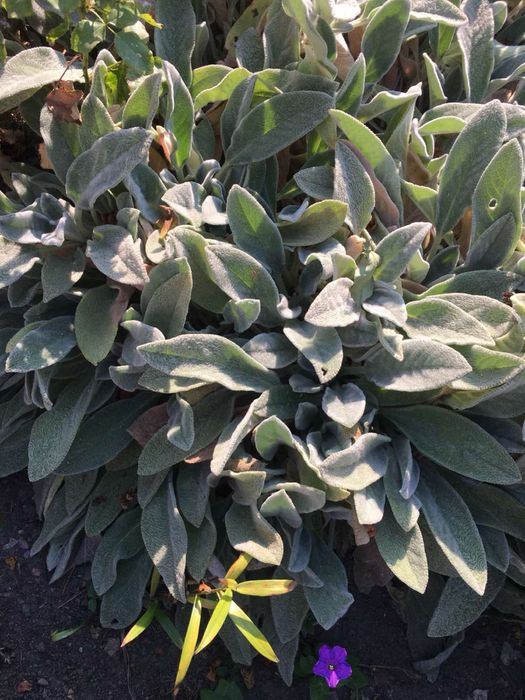 Лаванда, вівсяниця, гейхера, юкка, гвоздика, чистець