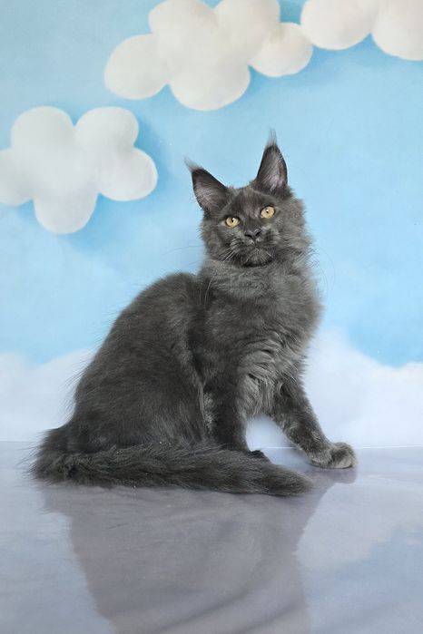 Великолепные мальчики мейн-куна