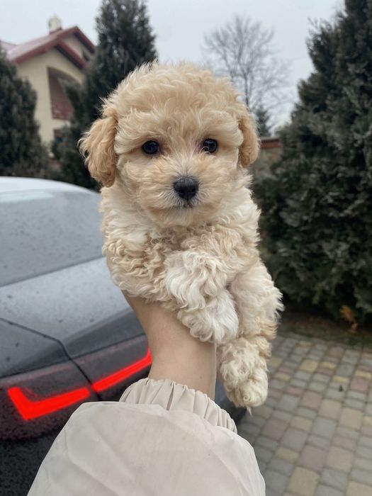 Найкращі цуцики на подарунок мальтипу