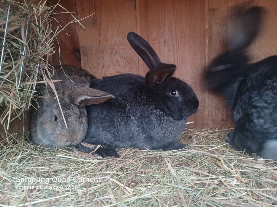 Sprzedam kroliki