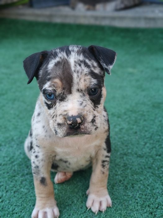 American bully standard z metryką