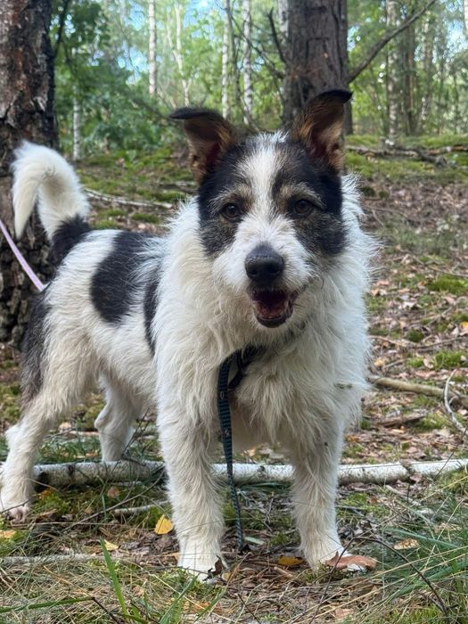 Szorsciak do adopcji piesek terrier