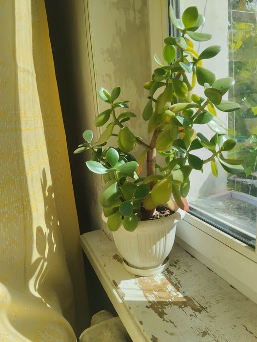 Квітка кімнатна в горщику.