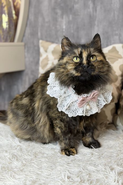 Киця шукає дім - стерилізована