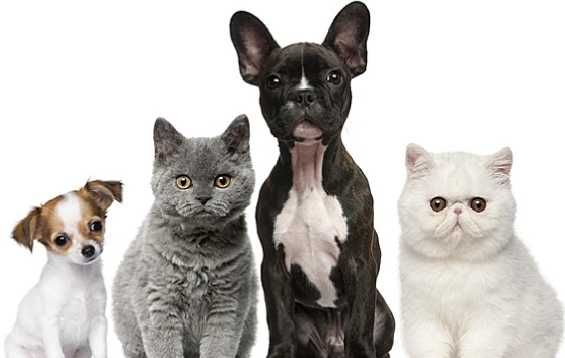 Возьму на передержку собачек ,кошек,птичек,грызунов.НЕДОРОГО