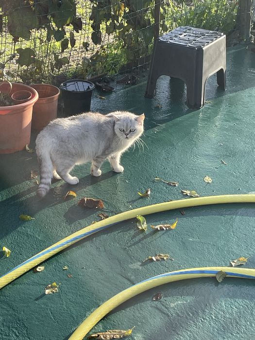 Scottish  silver tabby chinchila