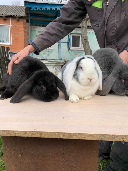 Домашні кролі на продаж