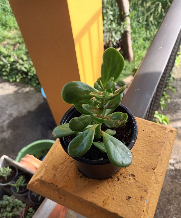 Suculentas primaveris